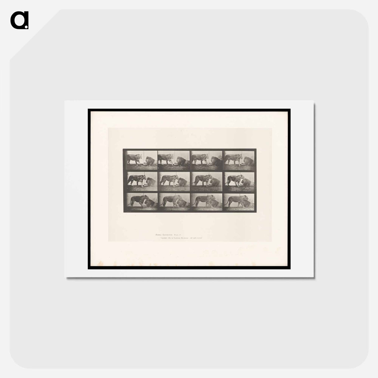 アートポストカード-Lioness and Lion
 - エドワード マイブリッジ Postcard.
