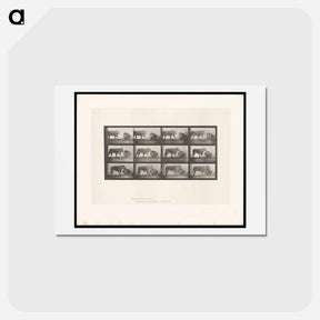 アートポストカード-Lioness and Lion
 - エドワード マイブリッジ Postcard.