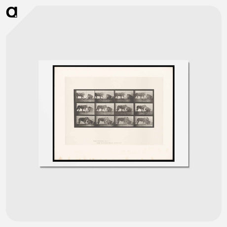 アートポストカード-Lioness and Lion
 - エドワード マイブリッジ Postcard.