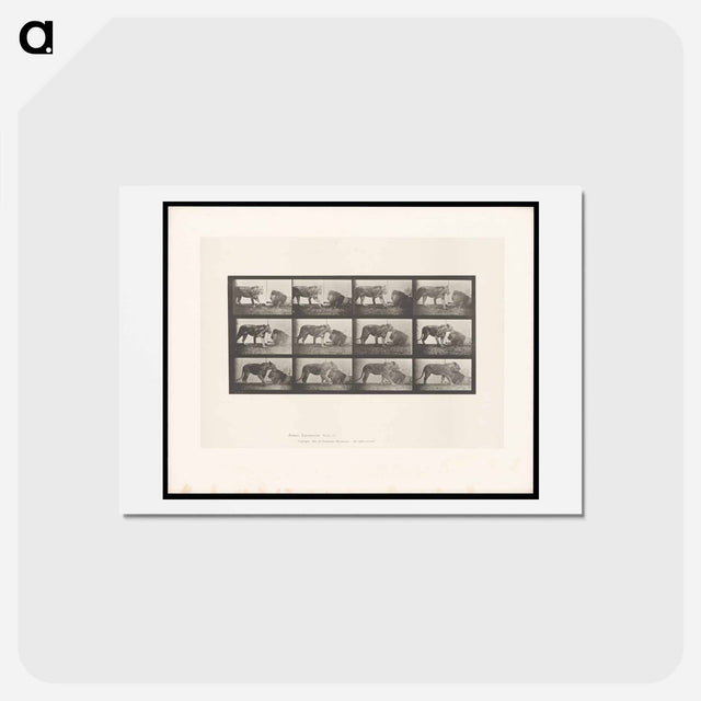 アートポストカード-Lioness and Lion
 - エドワード マイブリッジ Postcard.