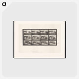 アートポストカード-Lioness and Lion
 - エドワード マイブリッジ Postcard.