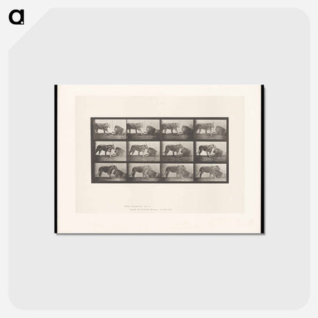 アートポストカード-Lioness and Lion
 - エドワード マイブリッジ Postcard.