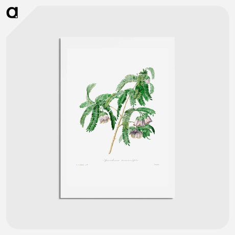 アートポストカード-Purple peach-blossom - ピエール ジョゼフ ルドゥーテ Postcard.