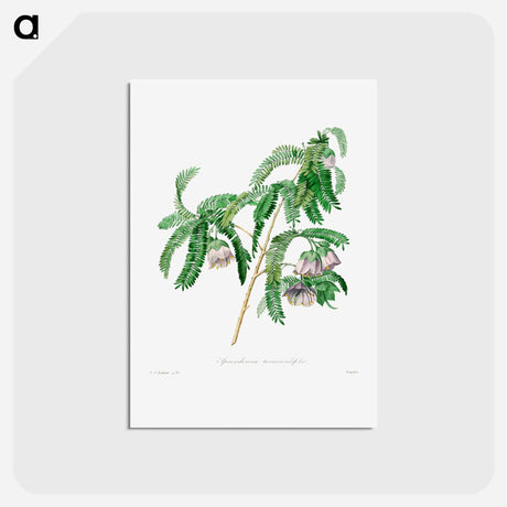 アートポストカード-Purple peach-blossom - ピエール ジョゼフ ルドゥーテ Postcard.