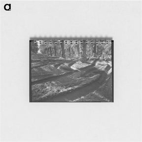 アートメモ帳-Date palms - ドロテア ラング Memo.