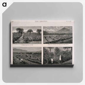 アートパネル-Guatemalan Coffee Plantation
 - エドワード マイブリッジ Canvas.