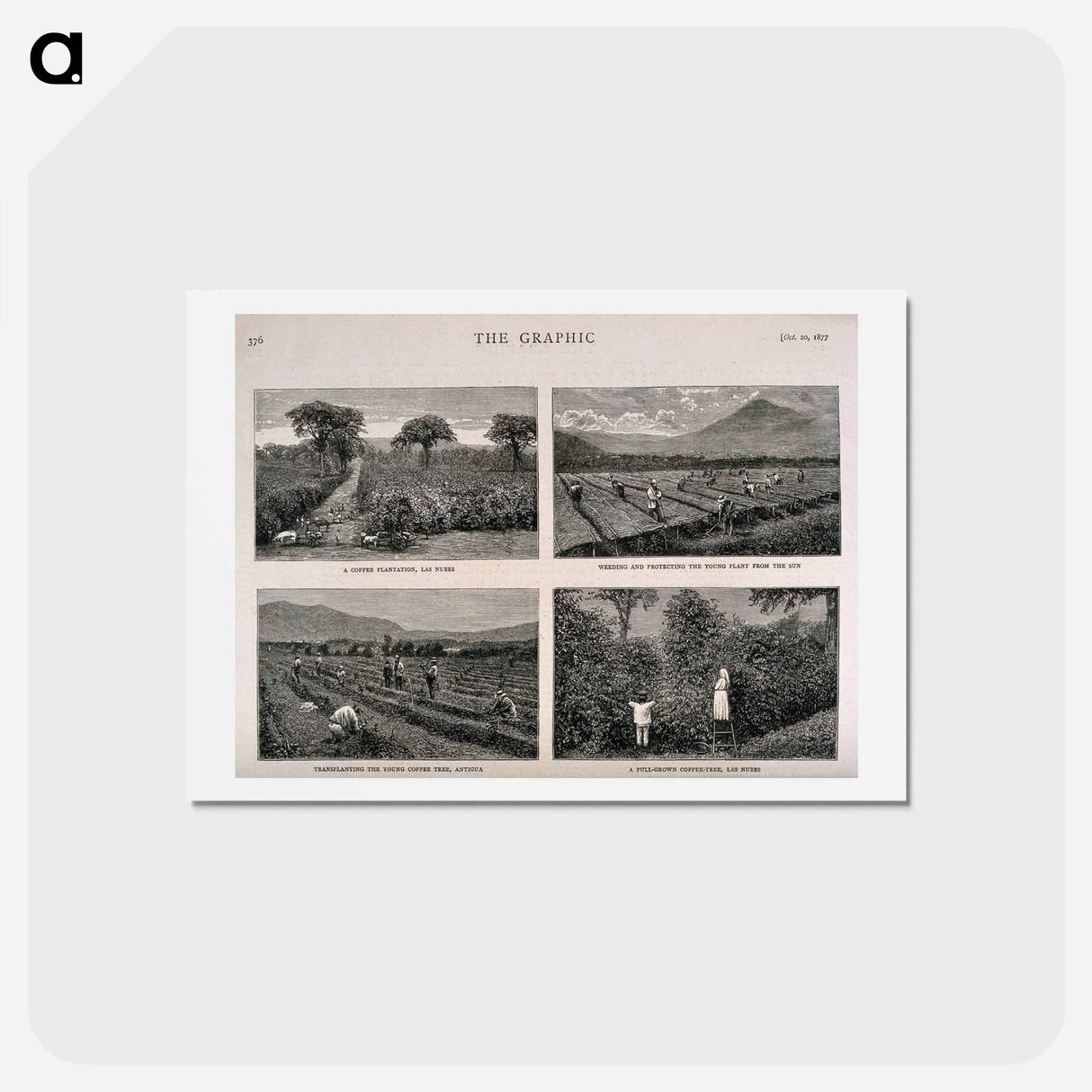 アートポストカード-Guatemalan Coffee Plantation
 - エドワード マイブリッジ Postcard.