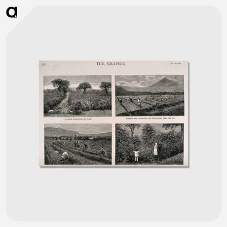 アートポストカード-Guatemalan Coffee Plantation
 - エドワード マイブリッジ Postcard.