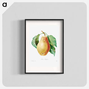 アートポスター-Pear - ピエール ジョゼフ ルドゥーテ Poster.