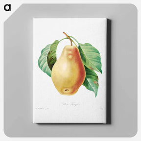 アートパネル-Pear - ピエール ジョゼフ ルドゥーテ Canvas.