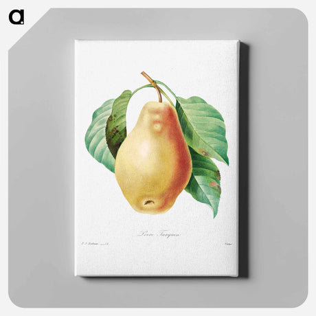 アートパネル-Pear - ピエール ジョゼフ ルドゥーテ Canvas.