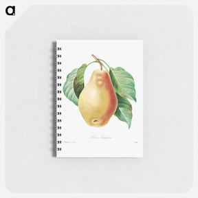 アートメモ帳-Pear - ピエール ジョゼフ ルドゥーテ Memo.