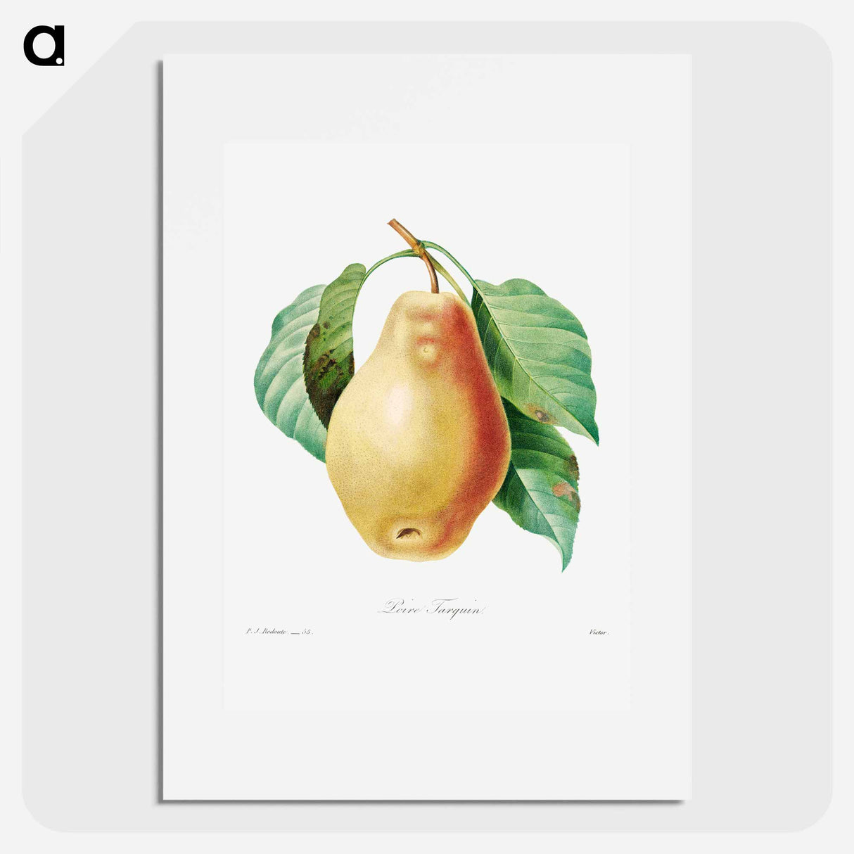 Pear - ピエール ジョゼフ ルドゥーテ Poster.