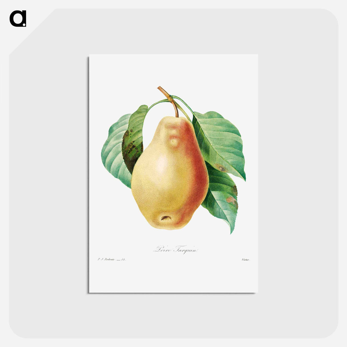 アートポストカード-Pear - ピエール ジョゼフ ルドゥーテ Postcard.