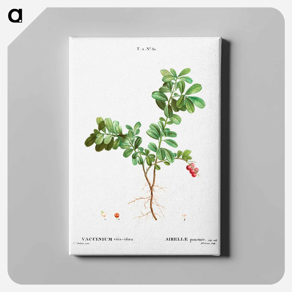 アートパネル-Lingonberry - ピエール ジョゼフ ルドゥーテ Canvas.