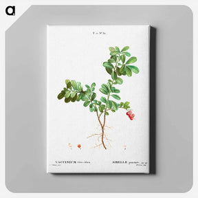 アートパネル-Lingonberry - ピエール ジョゼフ ルドゥーテ Canvas.