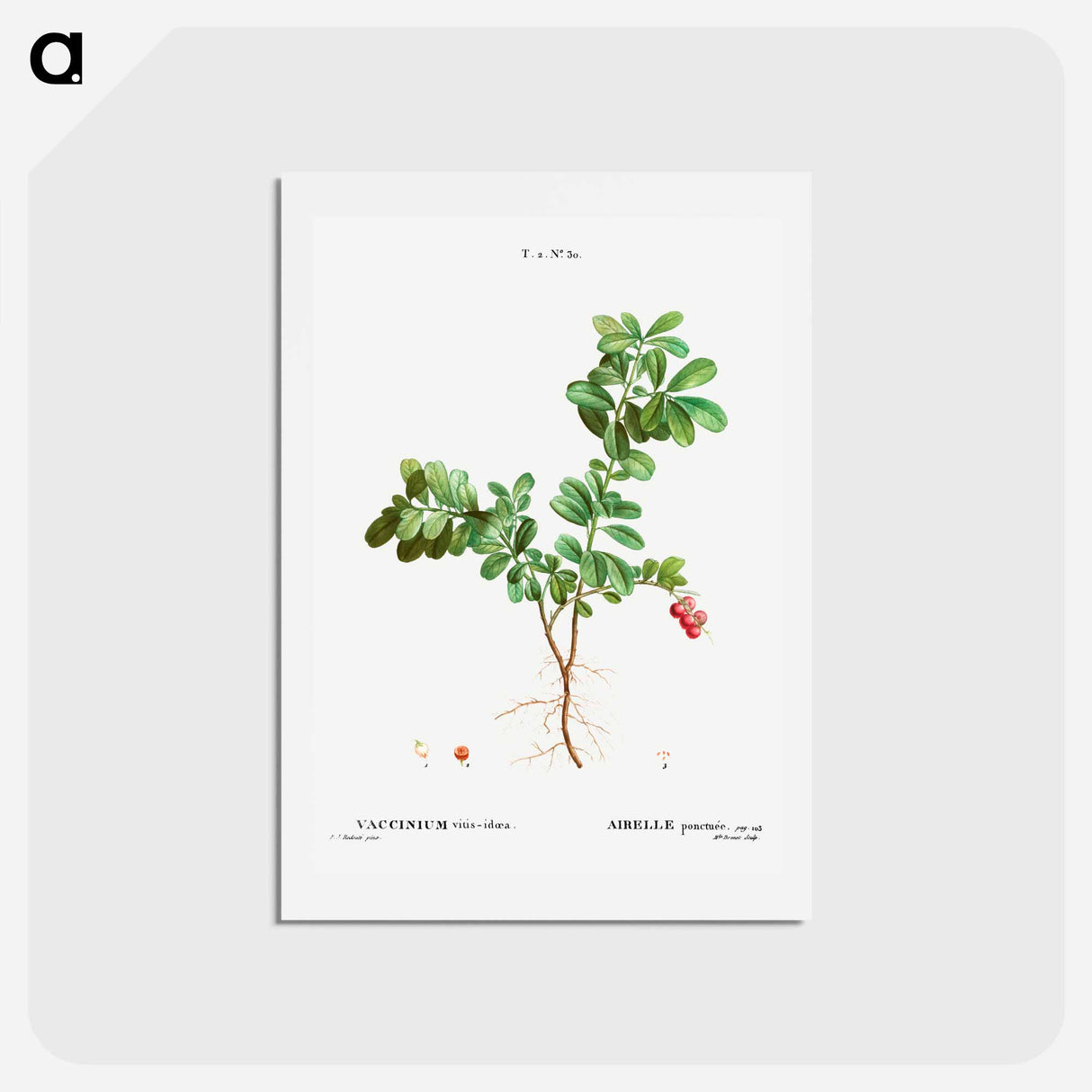 アートポストカード-Lingonberry - ピエール ジョゼフ ルドゥーテ Postcard.