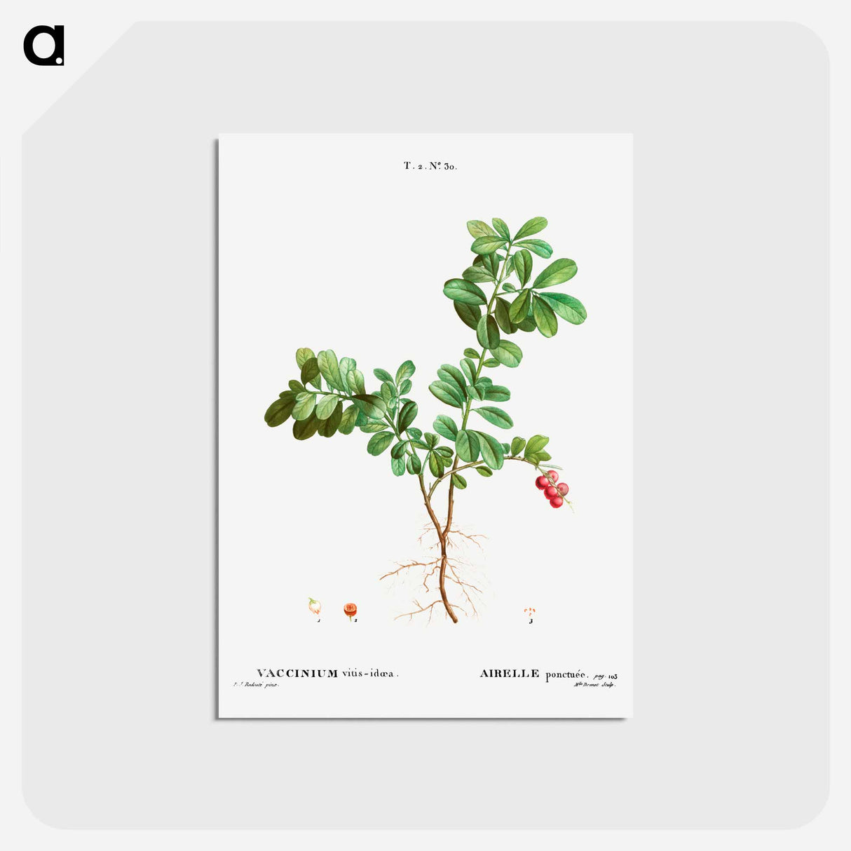 アートポストカード-Lingonberry - ピエール ジョゼフ ルドゥーテ Postcard.