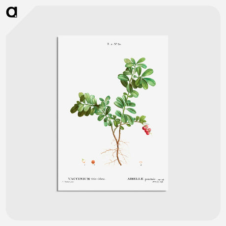 アートポストカード-Lingonberry - ピエール ジョゼフ ルドゥーテ Postcard.