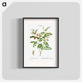 Blood Spotted Bladder Senna, Colutea Orientalis - Pierre Joseph Redouté Poster.
