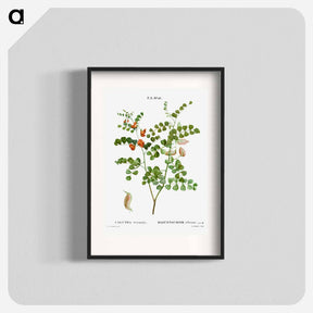 アートポスター-Blood Spotted Bladder Senna, Colutea Orientalis - ピエール ジョゼフ ルドゥーテ Poster.