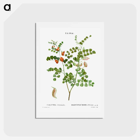 アートポストカード-Blood Spotted Bladder Senna, Colutea Orientalis - ピエール ジョゼフ ルドゥーテ Postcard.