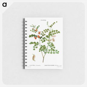 アートメモ帳-Blood Spotted Bladder Senna, Colutea Orientalis - ピエール ジョゼフ ルドゥーテ Memo.