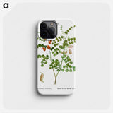 Blood Spotted Bladder Senna, Colutea Orientalis - Pierre Joseph Redouté Phone Case.