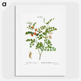Blood Spotted Bladder Senna, Colutea Orientalis - Pierre Joseph Redouté Poster.