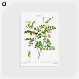 アートポストカード-Blood Spotted Bladder Senna, Colutea Orientalis - ピエール ジョゼフ ルドゥーテ Postcard.