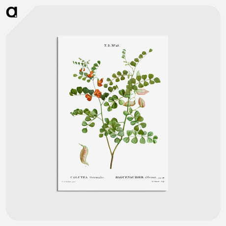 アートポストカード-Blood Spotted Bladder Senna, Colutea Orientalis - ピエール ジョゼフ ルドゥーテ Postcard.