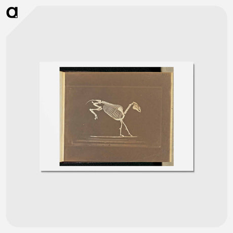 アートポストカード-Leaping
 - エドワード マイブリッジ Postcard.