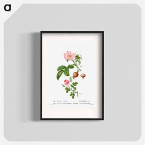 アートポスター-Apple rose, Rosa villosa 2. Provence rose, Rosa centifolia - ピエール ジョゼフ ルドゥーテ Poster.