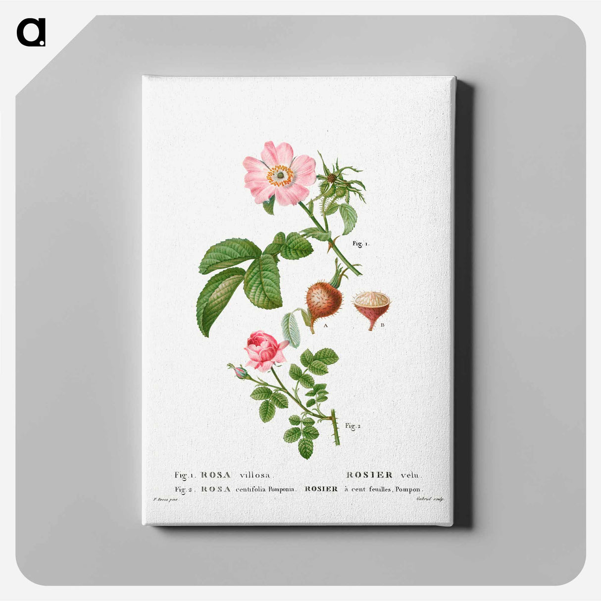 アートパネル-Apple rose, Rosa villosa 2. Provence rose, Rosa centifolia - ピエール ジョゼフ ルドゥーテ Canvas.