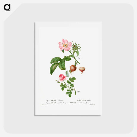 アートポストカード-Apple rose, Rosa villosa 2. Provence rose, Rosa centifolia - ピエール ジョゼフ ルドゥーテ Postcard.