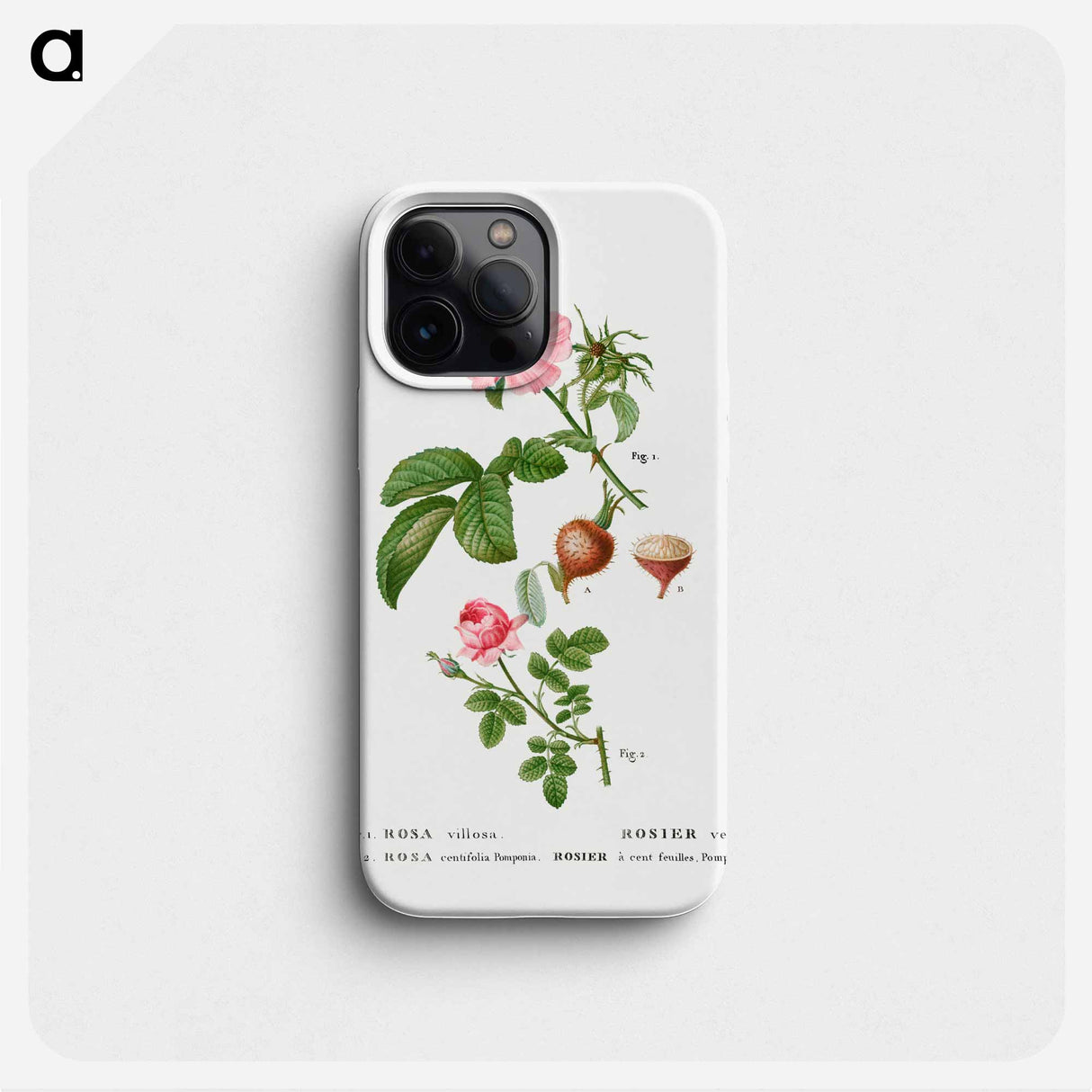 Apple rose, Rosa villosa 2. Provence rose, Rosa centifolia - ピエール ジョゼフ ルドゥーテ Phone Case.