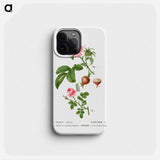 Apple rose, Rosa villosa 2. Provence rose, Rosa centifolia - Pierre Joseph Redouté Phone Case.