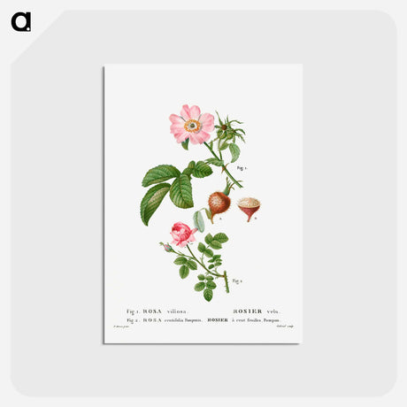 アートポストカード-Apple rose, Rosa villosa 2. Provence rose, Rosa centifolia - ピエール ジョゼフ ルドゥーテ Postcard.