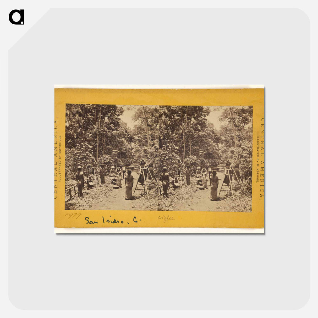 アートポストカード-Cultivation of Coffee
 - エドワード マイブリッジ Postcard.
