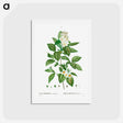 アートポストカード-Philadelphus coronarius - ピエール ジョゼフ ルドゥーテ Postcard.