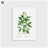 アートポストカード-Philadelphus coronarius - ピエール ジョゼフ ルドゥーテ Postcard.