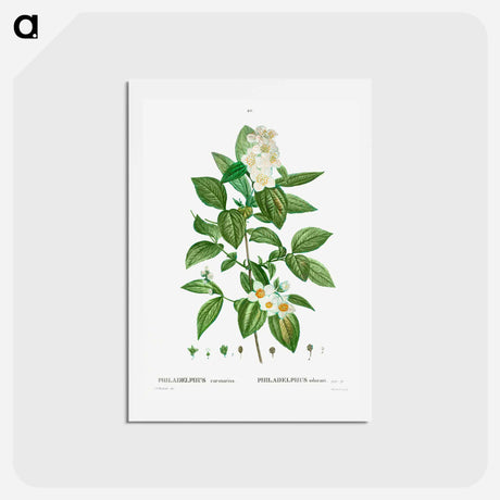 アートポストカード-Philadelphus coronarius - ピエール ジョゼフ ルドゥーテ Postcard.