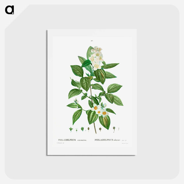 アートポストカード-Philadelphus coronarius - ピエール ジョゼフ ルドゥーテ Postcard.