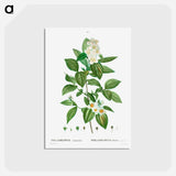 アートポストカード-Philadelphus coronarius - ピエール ジョゼフ ルドゥーテ Postcard.