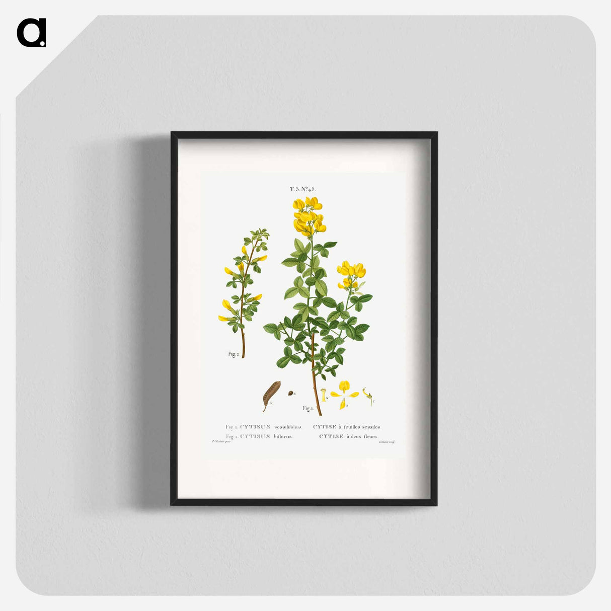 Common cytisus - ピエール ジョゼフ ルドゥーテ Poster.