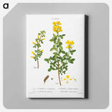 アートパネル-Common cytisus - ピエール ジョゼフ ルドゥーテ Canvas.