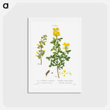 アートポストカード-Common cytisus - ピエール ジョゼフ ルドゥーテ Postcard.