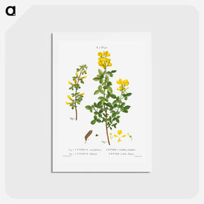 アートポストカード-Common cytisus - ピエール ジョゼフ ルドゥーテ Postcard.