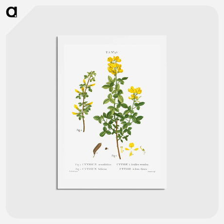 アートポストカード-Common cytisus - ピエール ジョゼフ ルドゥーテ Postcard.