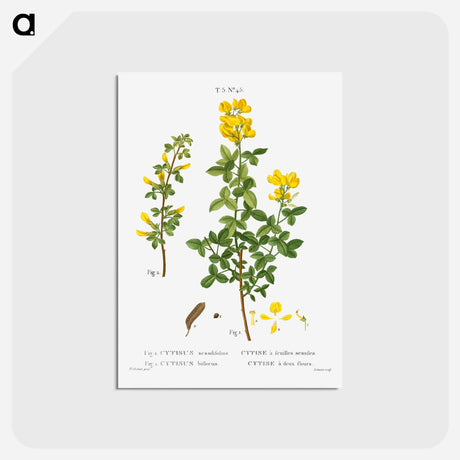 アートポストカード-Common cytisus - ピエール ジョゼフ ルドゥーテ Postcard.